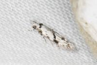 Stenolechia gemmella