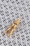 Acrocercops brongniardella