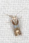 Phyllonorycter roboris