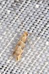 Phyllonorycter trifasciella