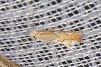 Phyllonorycter