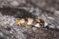 Etainia louisella