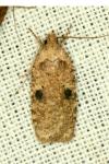 Agonopterix propinquella