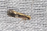 Monopis crocicapitella