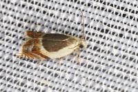 Ancylis badiana