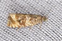 Celypha lacunana