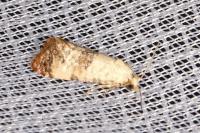 Cochylis