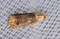 Cydia splendana
