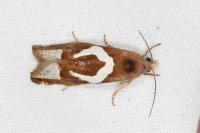 Epiblema foenella