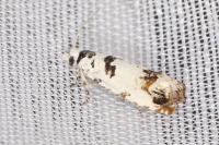 Eucosma campoliliana
