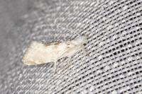 Niphonympha dealbatella