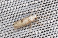 Paraswammerdamia albicapitella