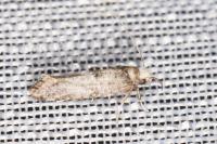 Paraswammerdamia nebulella