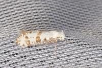 Scythropia crataegella