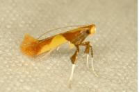 Caloptilia alchimiella