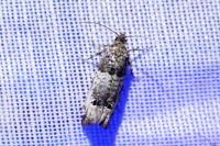 Notocelia incarnatana