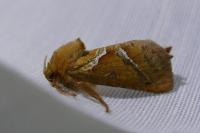 Triodia sylvina