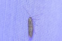 Symmocoides oxybiella