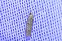 Symmocoides oxybiella