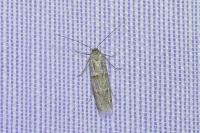 Symmocoides oxybiella