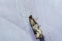 Notocelia incarnatana