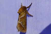 Triodia sylvina