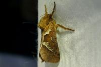 Triodia sylvina
