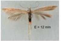 Coleophora alticolella