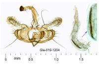 Coleophora mayrella