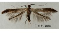 Coleophora mayrella