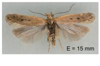 Bryotropha politella