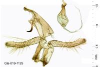 Neofaculta ericetella