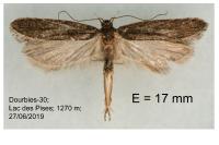 Neofaculta ericetella