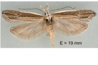 Sophronia semicostella