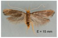 Eurodachtha pallicornella