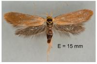 Crassa tinctella