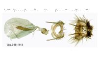 Cnephasia communana