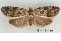 Cnephasia communana
