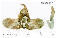 Isotrias rectifasciana