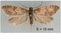 Isotrias rectifasciana