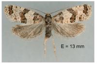 Isotrias rectifasciana