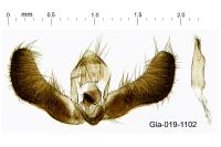Pammene fasciana