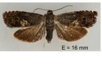 Pammene fasciana