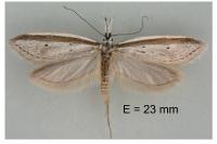 Pleurota bicostella
