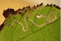 Stigmella microtheriella