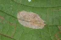 Phyllonorycter coryli