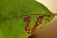 Stigmella salicis