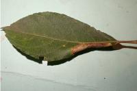 Phyllonorycter