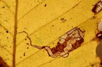 Stigmella samiatella