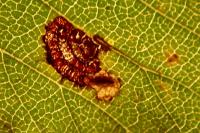 Stigmella viscerella